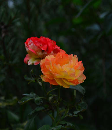 Orange roseの写真素材