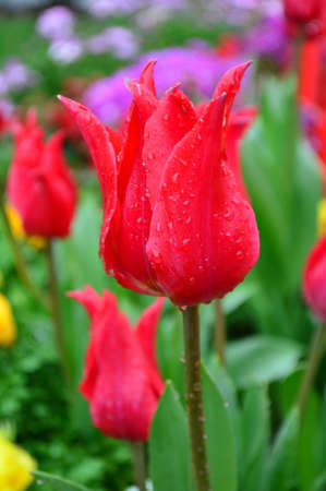 Big red tulipの写真素材