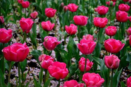 Red tulipsの写真素材