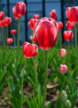 Red tulipsの写真素材