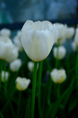 White tulipsの写真素材