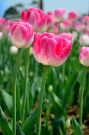 pink tulipsの写真素材