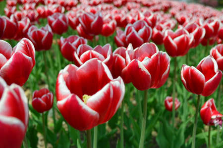 Big red tulipsの写真素材