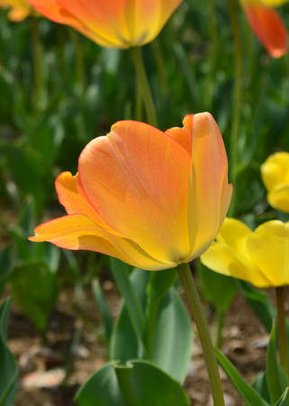 Beautiful orange tulipsの写真素材