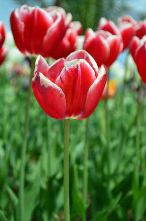 Red tulipsの写真素材
