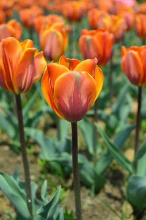 Beautiful orange tulipsの写真素材