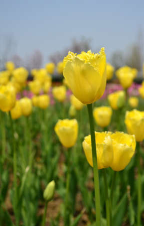 Beautiful yellow tulipsの写真素材