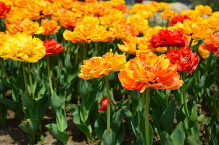 Yellow tulipsの写真素材