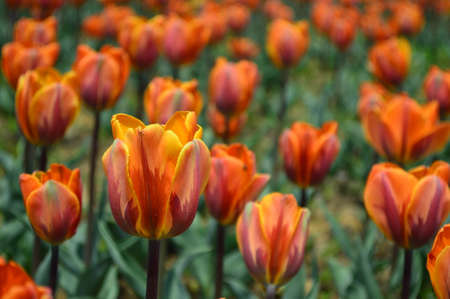 Orange Tulipの写真素材