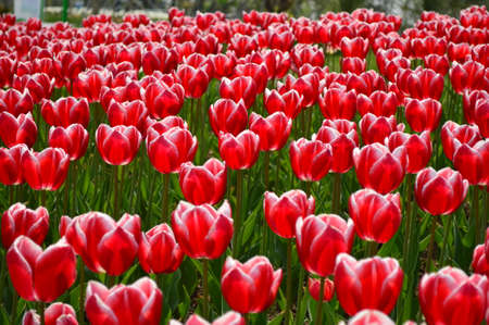 Bright red tulipsの写真素材