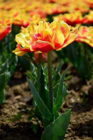 Beautiful tulips