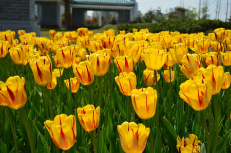 Yellow Tulipsの写真素材