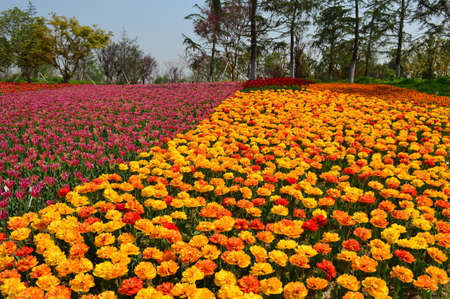 Beautiful tulipの写真素材