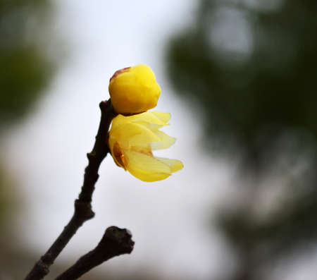 Winter Sweet Plantの写真素材