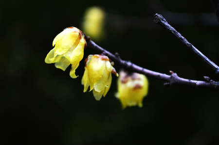 Winter Sweet Plantの写真素材