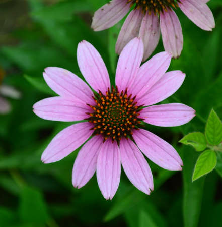 Echinacea purpureaの写真素材