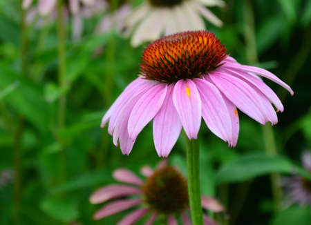 Echinacea purpureaの写真素材