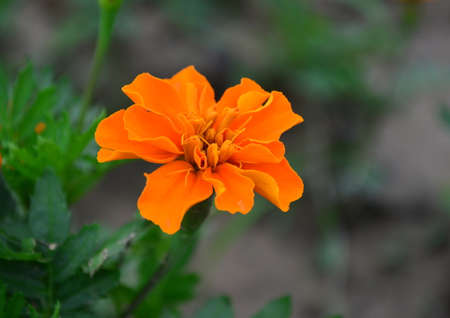 Tagetes patula L.の写真素材