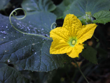 Yellow flowerの写真素材