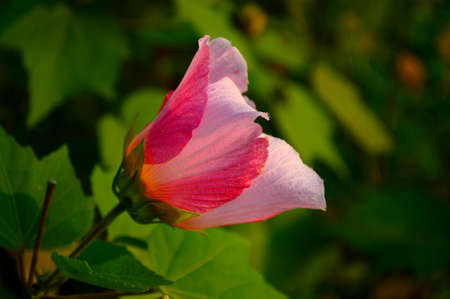 flowerの写真素材