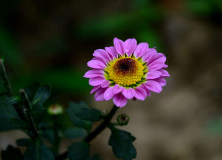 Chrysanthemumの写真素材