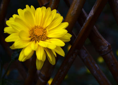 Chrysanthemumの写真素材