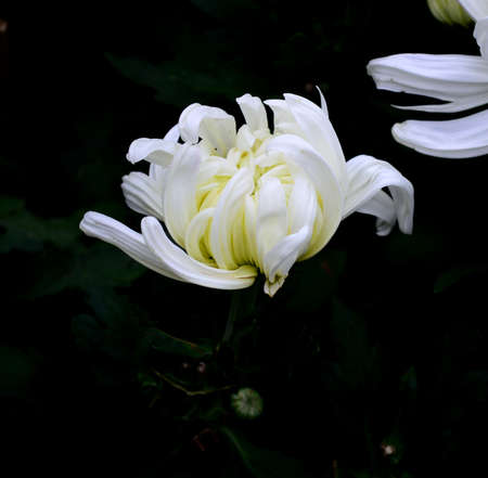 Chrysanthemumの写真素材
