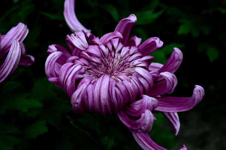 Chrysanthemumの写真素材