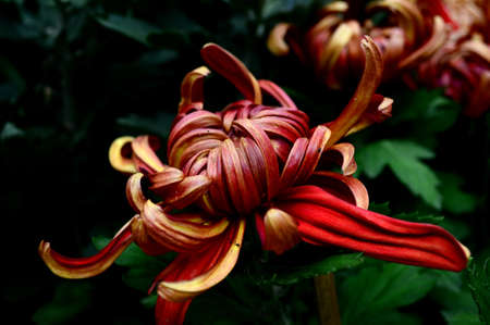 Chrysanthemumの写真素材