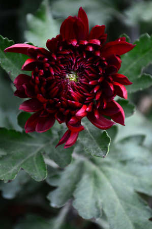 Chrysanthemumの写真素材