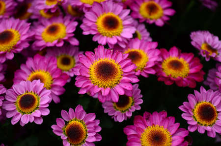 Chrysanthemum