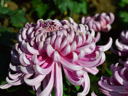 Chrysanthemumの写真素材