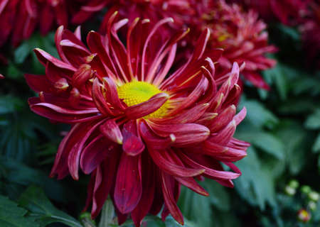 Chrysanthemumの写真素材