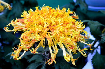Chrysanthemumの写真素材