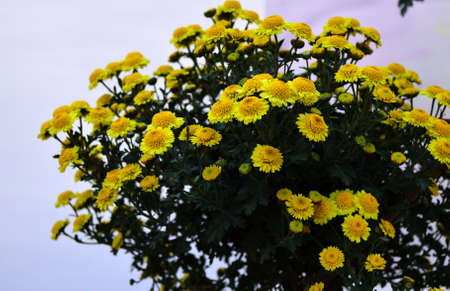 Chrysanthemumの写真素材
