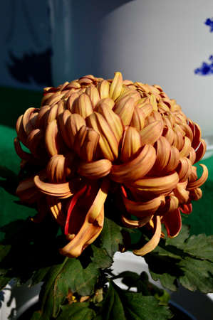Chrysanthemumの写真素材