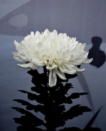 Chrysanthemumの写真素材