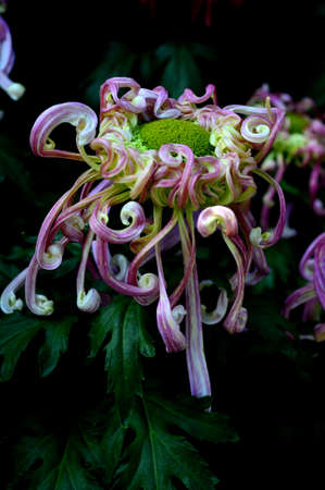 Chrysanthemumの写真素材