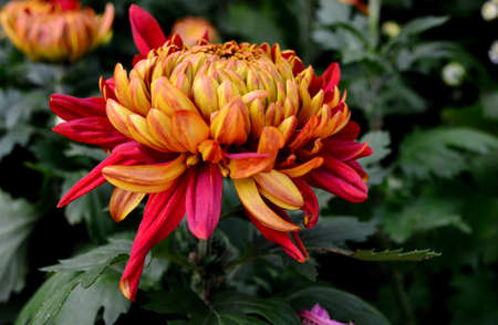 Chrysanthemumの写真素材