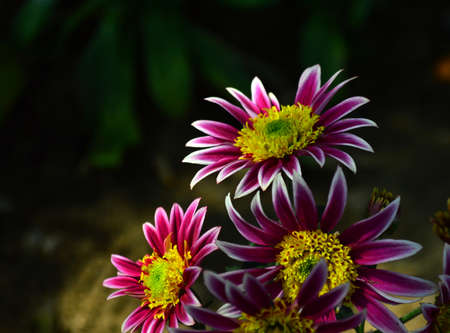 Chrysanthemumの写真素材