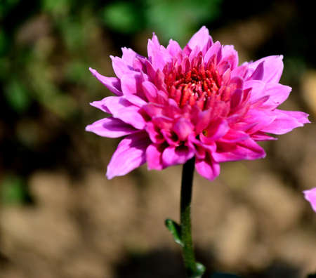 Chrysanthemumの写真素材