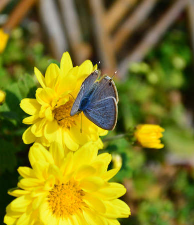 Chrysanthemum and Butterflyの写真素材