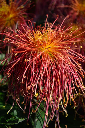 Chrysanthemumの写真素材