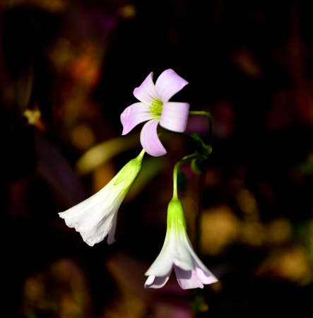 Oxalis corniculata Linn.の写真素材