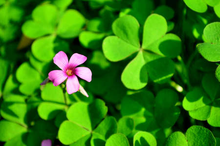 Oxalis corniculata Linn.の写真素材