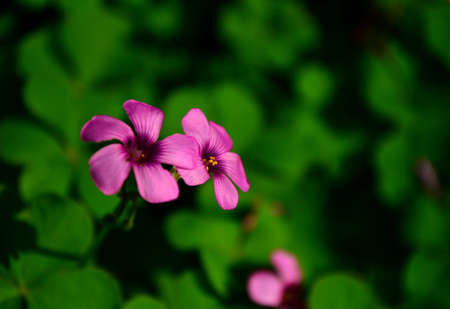 Oxalis corniculata Linn.の写真素材