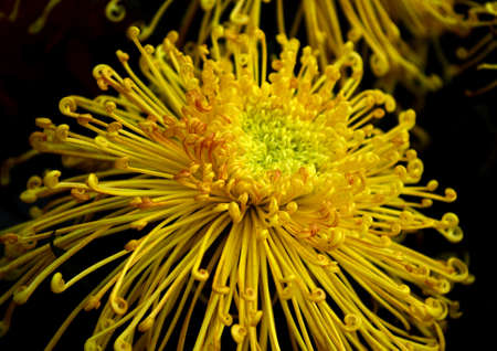 Chrysanthemumの写真素材