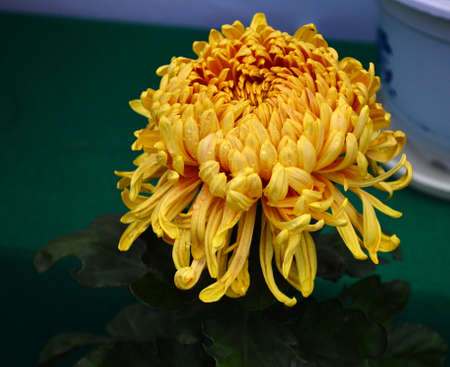 Chrysanthemumの写真素材