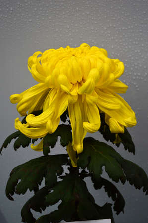 Chrysanthemumの写真素材