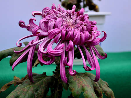 Chrysanthemumの写真素材